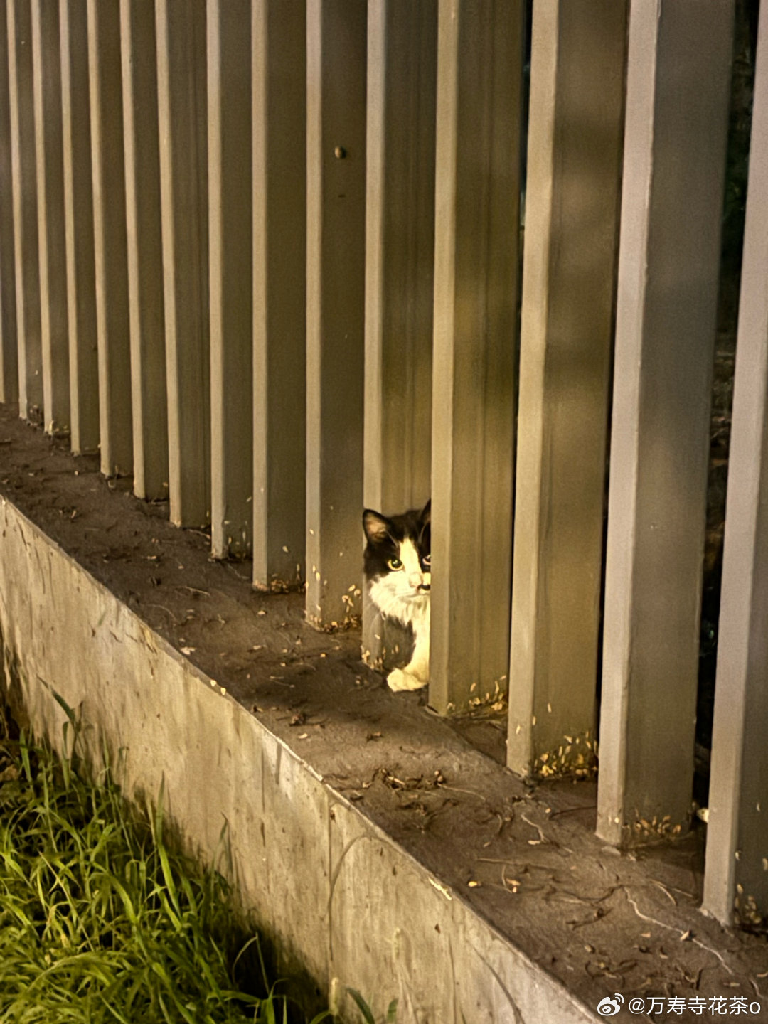 躲猫猫最新玩法，带你探索全新的捉迷藏世界！